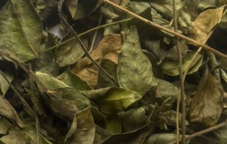 Dehydrated Curry Leaves